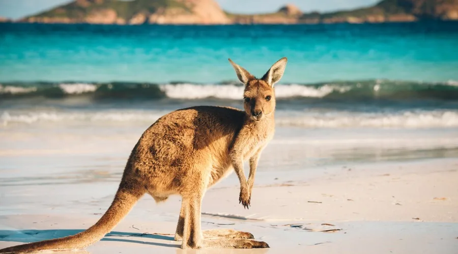 ASIC Alerts on Rising Crypto Scams Targeting Young Australian Investors