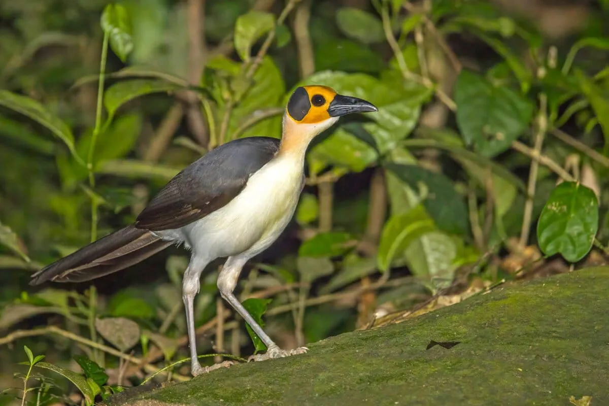 Carbon Financing Supports Wildlife Diversity in Sierra Leone’s Gola Rainforest