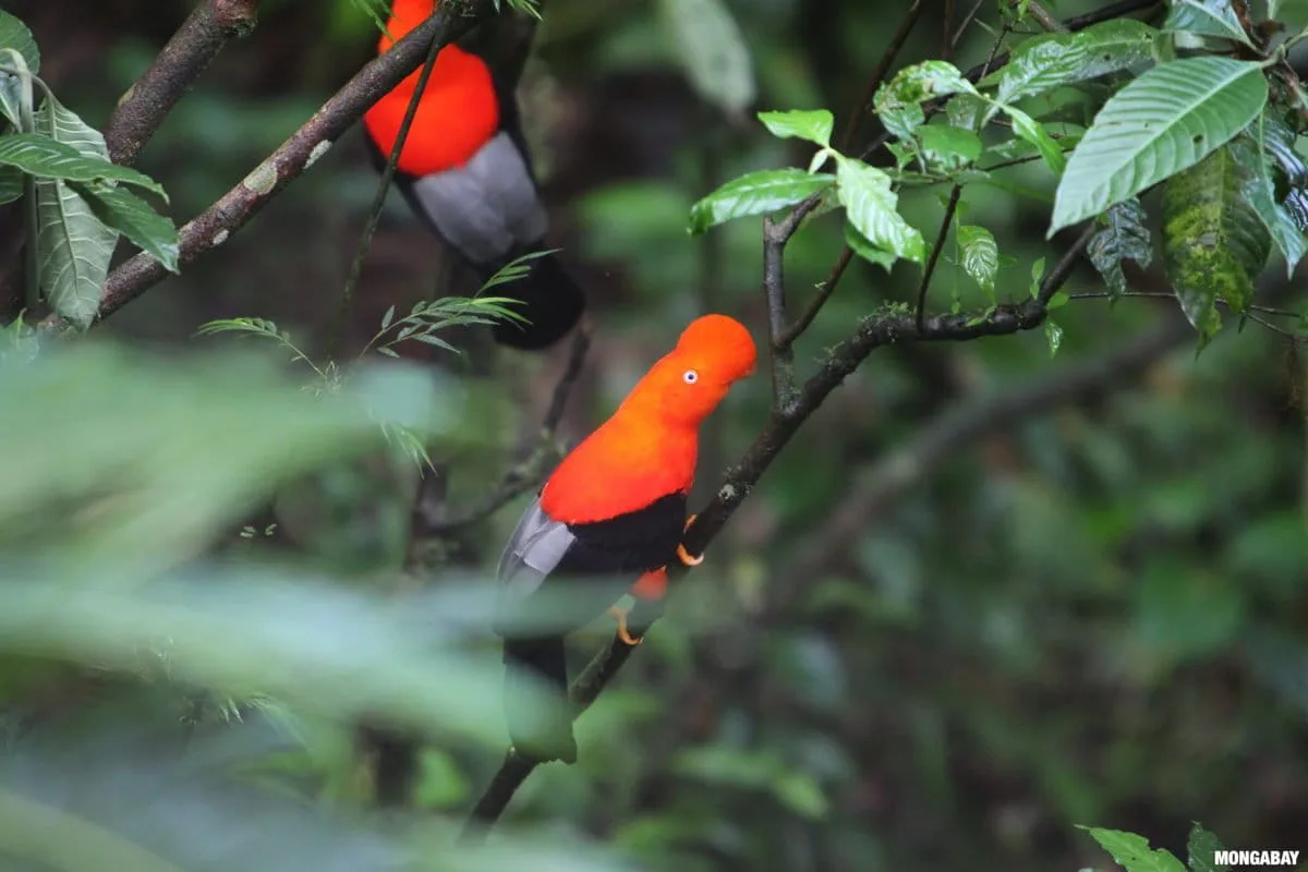 Climate Change Threatens to Wipe Out Most South American Cloud Forests by 2070