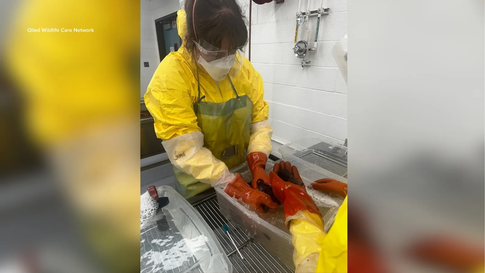 Dozens of Birds Receive Care Following East Los Angeles Pipeline Oil Spill