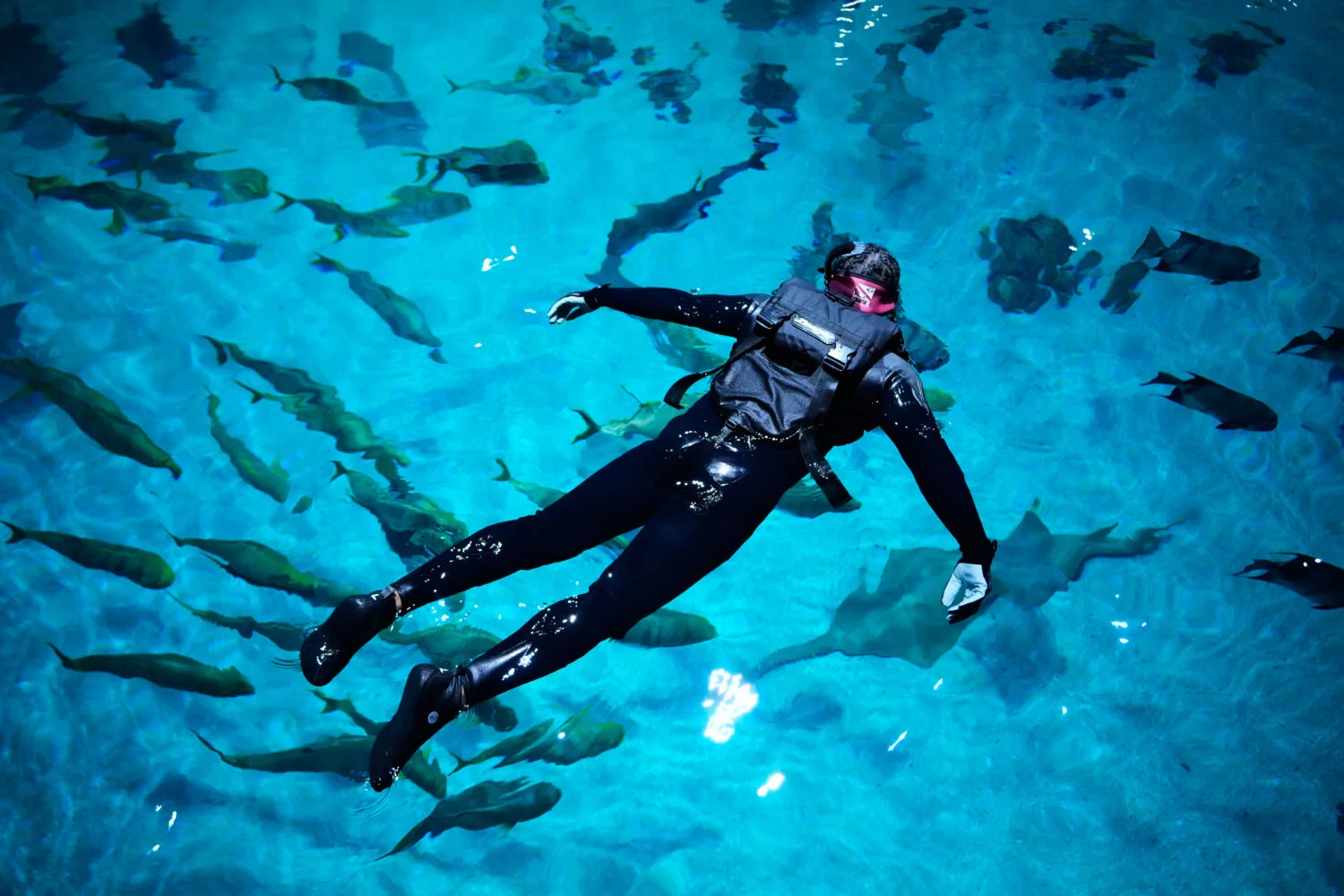 Injured U.S. Veterans Experience Recovery and Awe Swimming with Whale Shark at Georgia Aquarium
