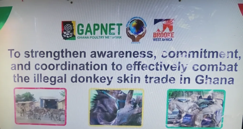 Urgent Action Needed as Ghana’s Donkey Population Faces Threat from Illegal Hide Trade