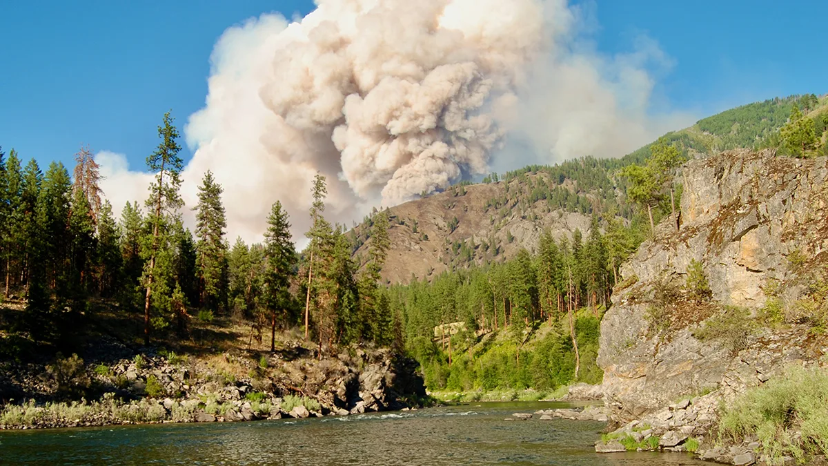 U.S. Forest Carbon Markets Overlook Increasing Risks from Climate Change