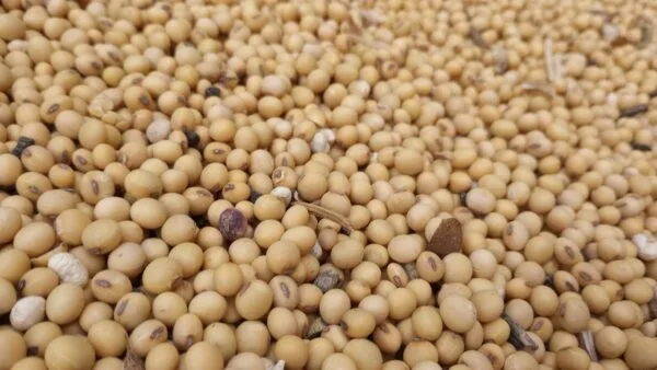 China Resumes Buying U.S. Soybeans Amid Eased Tariffs and Trade Signals