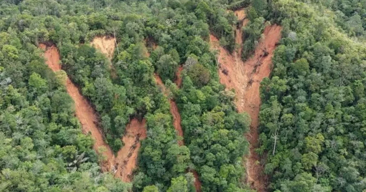 Climate-Driven Storm Wipes Out 7% of Critically Endangered Tapanuli Orangutans in Sumatra