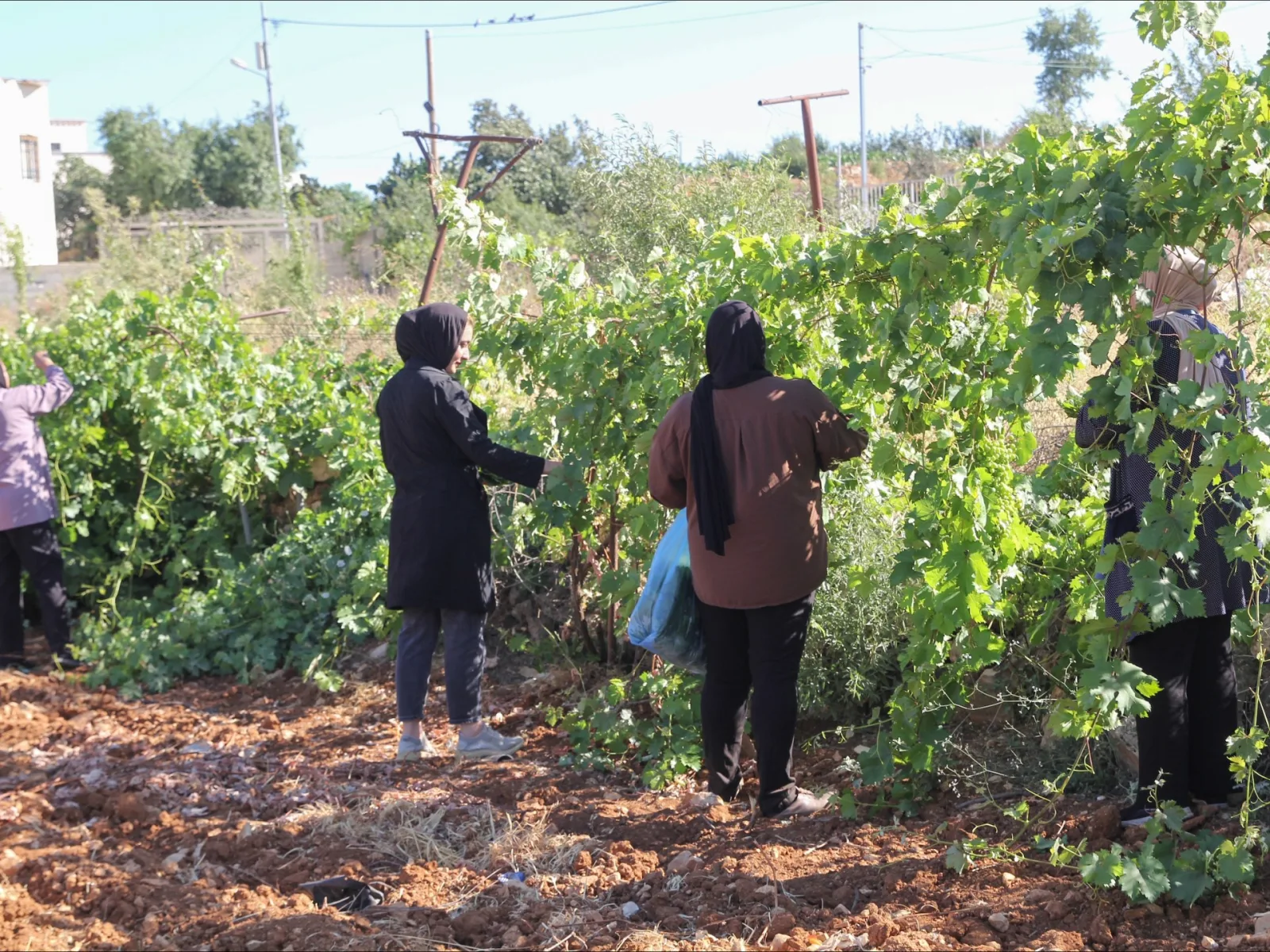 Israeli Military Actions Devastate Palestinian Orchards in West Bank