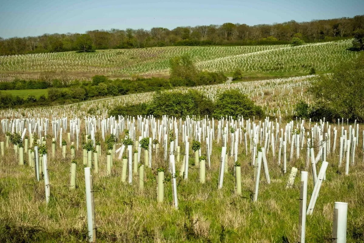 New Carbon Credit Model Aims to Revive Market with Biodiversity and Community Focus