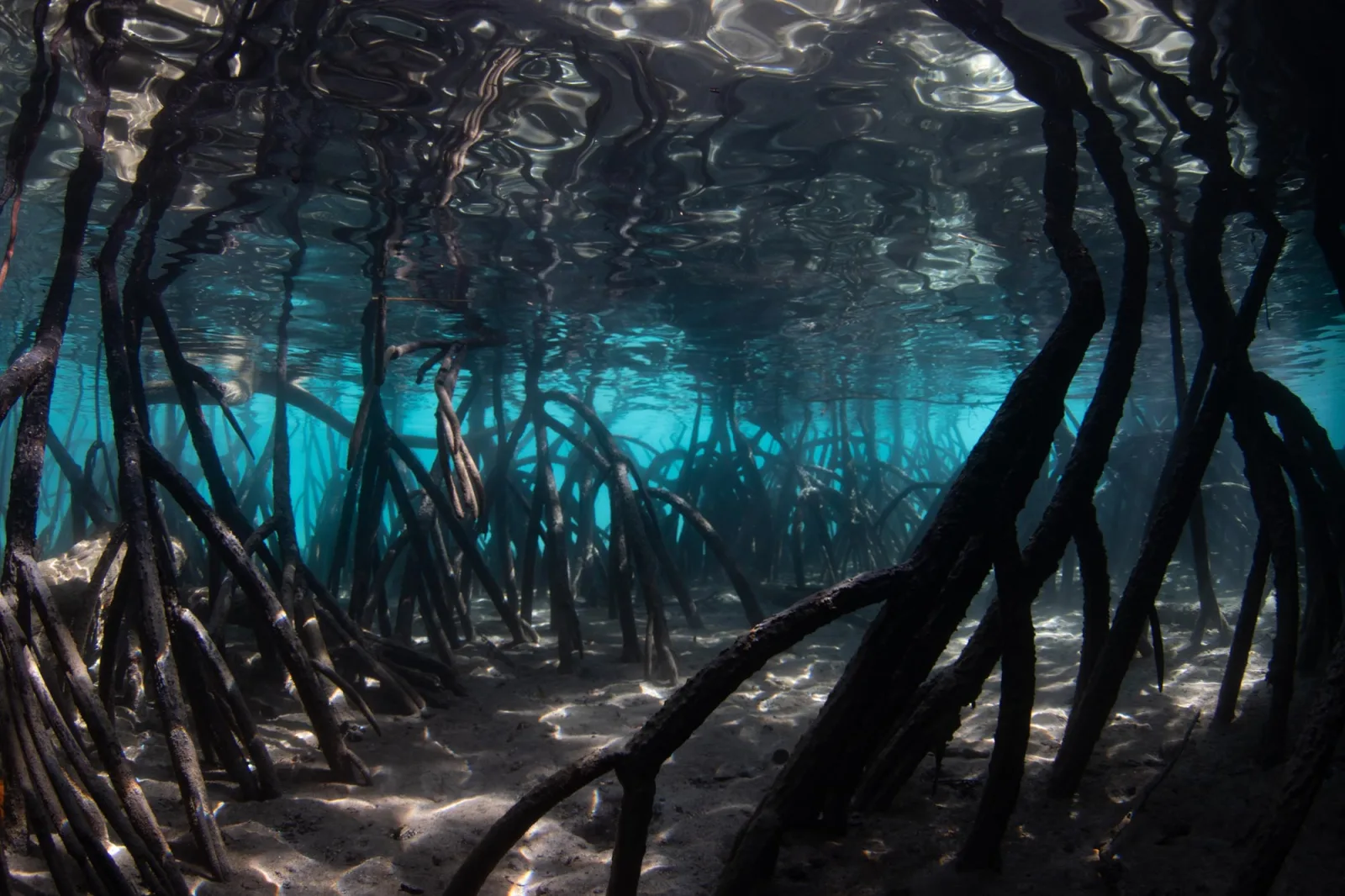 Rising Sea Levels Threaten Mangroves’ Role as Carbon Storage Ecosystems