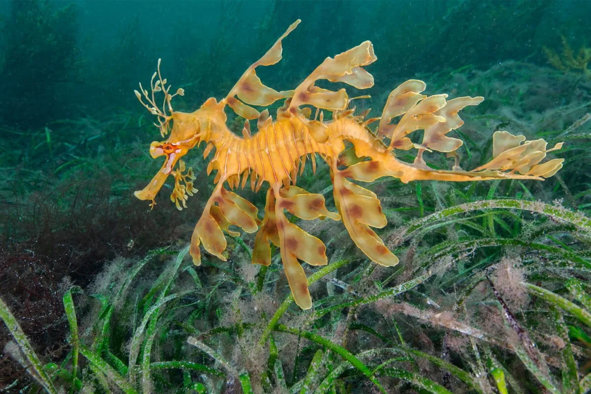 Australia’s Seagrass Meadows Face Growing Threats from Climate Change and Coastal Pressures