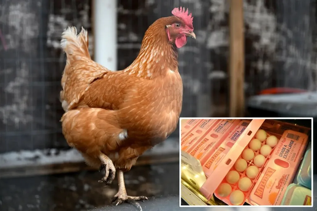 Major Egg Producers to Pay $3.3 Million for Price-Fixing Amid Supply Shortages