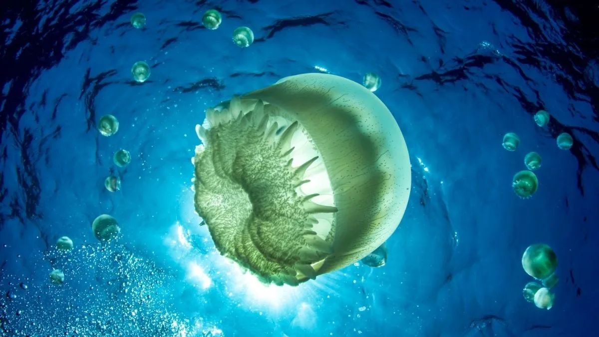 Jellyfish Swarms Force Shutdown of French Nuclear Reactor for Second Consecutive Year