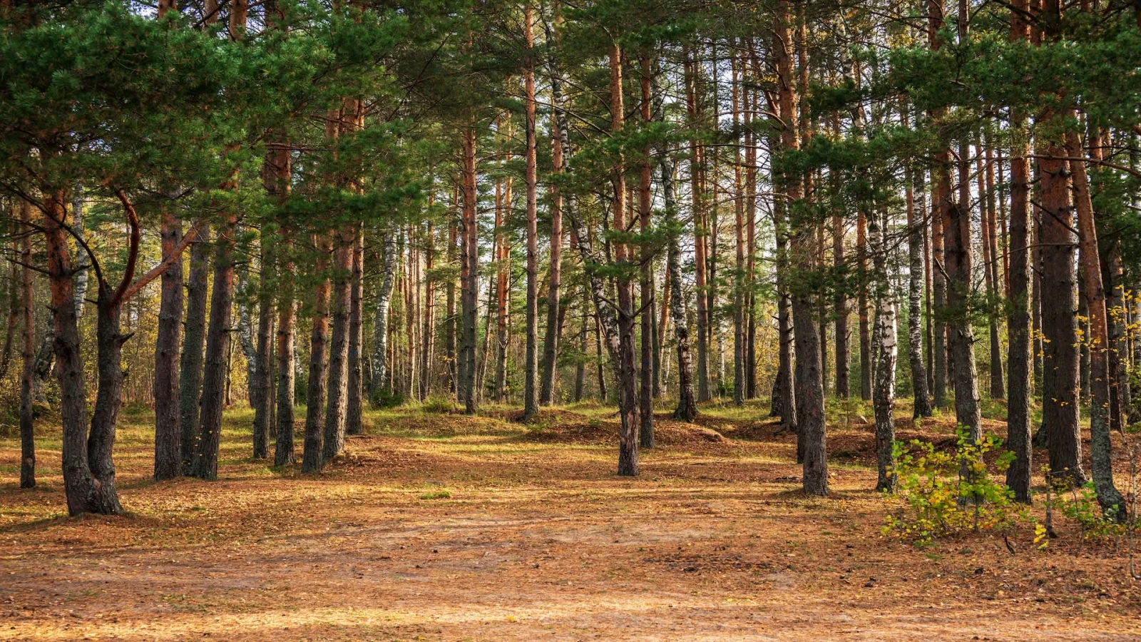Princeton Expert Resigns Amid Debate Over Credibility of Forest Carbon Accounting