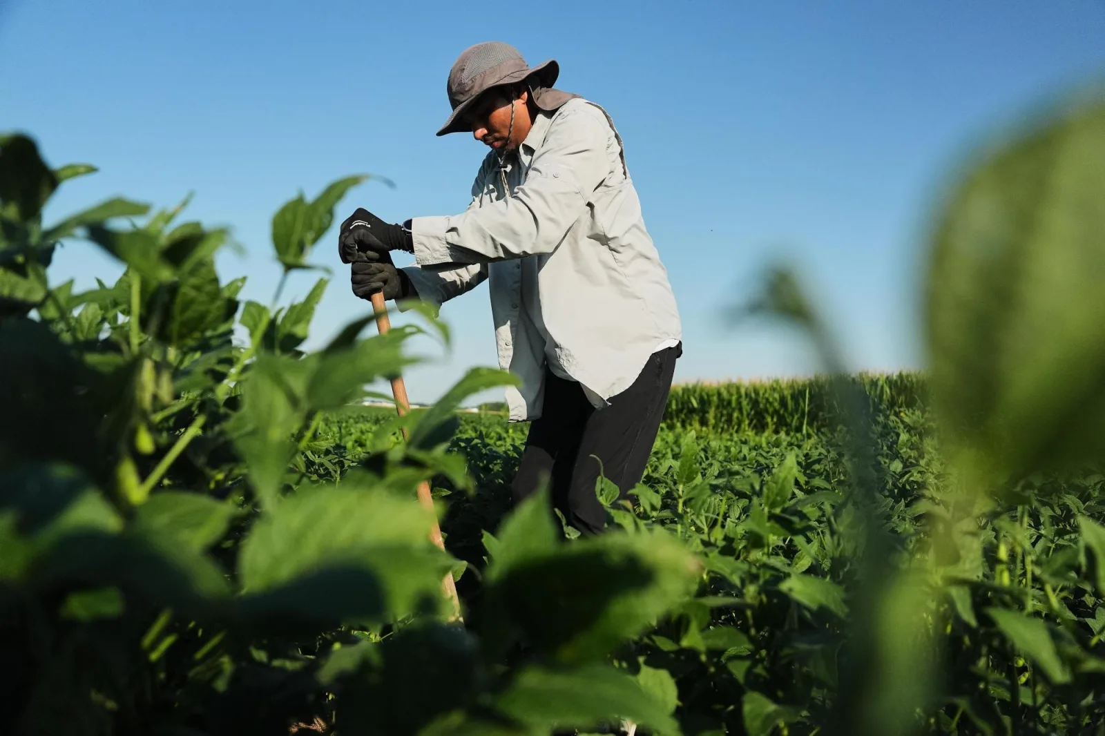 Scientists Develop Deeper-Rooted Soybeans to Enhance Climate Resilience and Carbon Storage