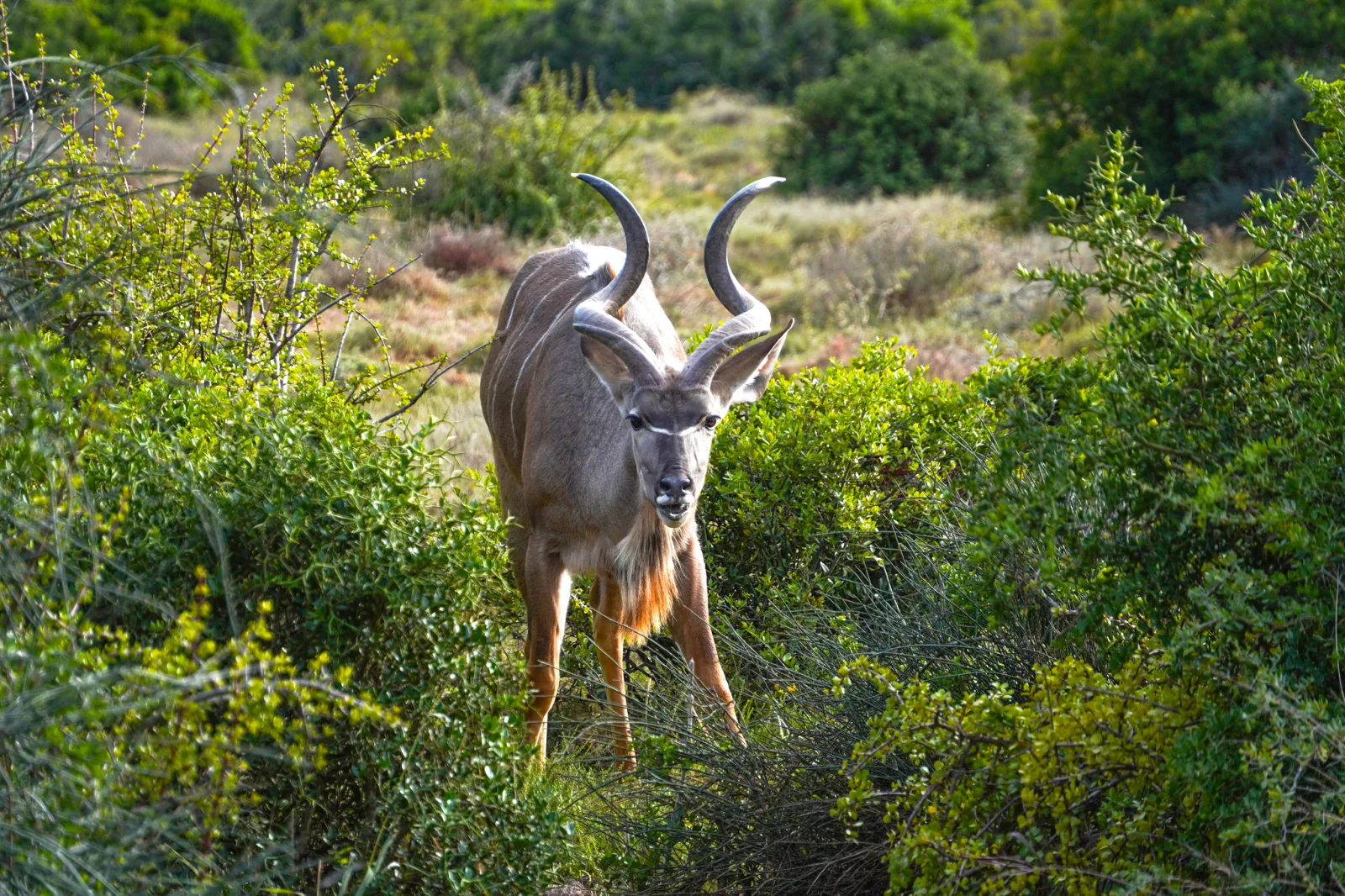 South Africa’s Carbon Offset Market Faces Transparency and Accountability Challenges